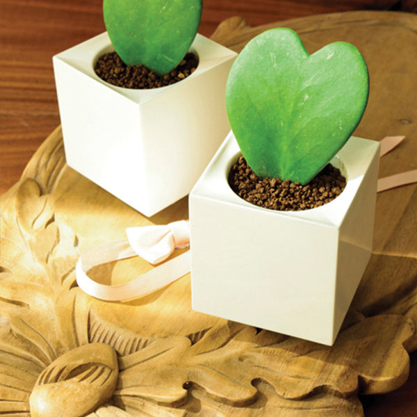 Modular Desktop Garden