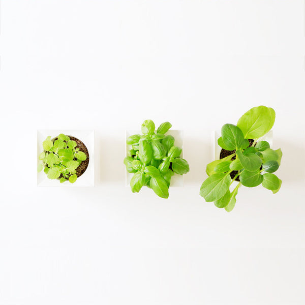 Modular Desktop Garden