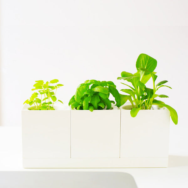 Modular Desktop Garden